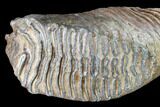 Woolly Mammoth Molar From Poland - Collector Quality! #136514-2